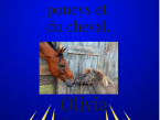C'était le groupe des poneys et le cheval