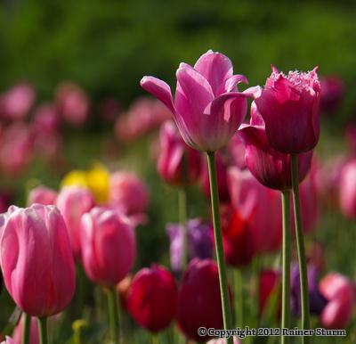 Bildquelle Pixelio/R_K_B_by Rainer Sturm